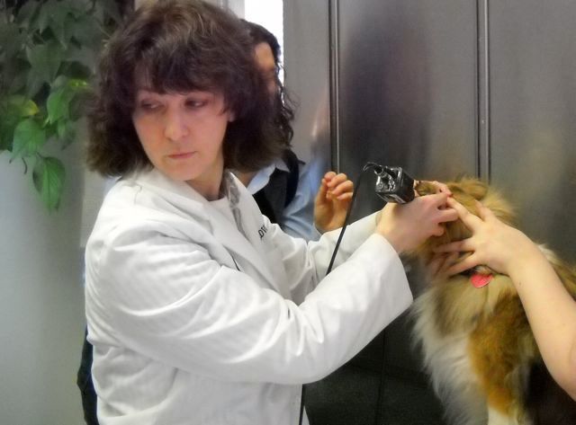 A woman in white scrubs trims a dog's face with clippers. Two other people assist.
