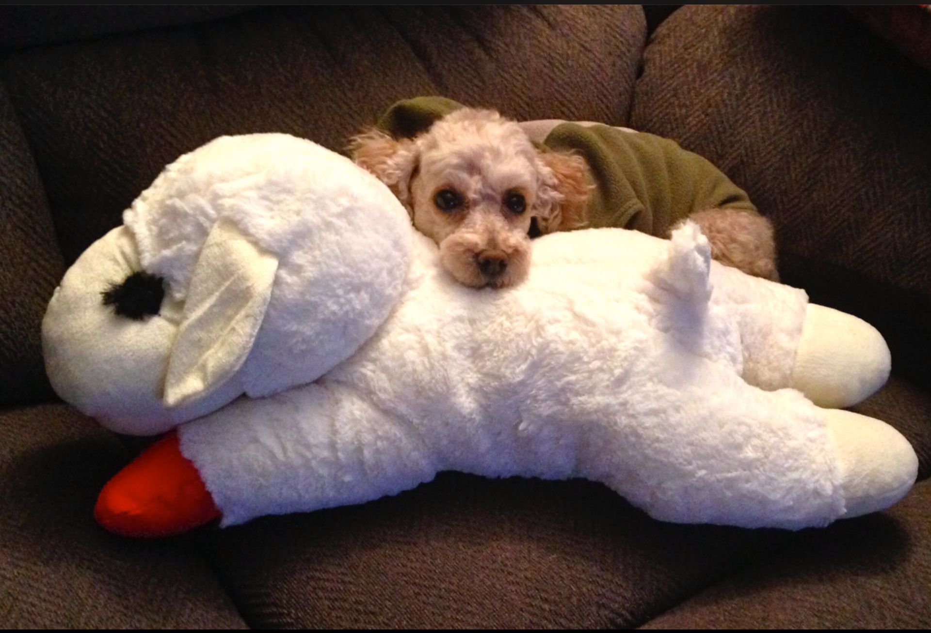 A woman is sitting on a couch holding two small dogs.