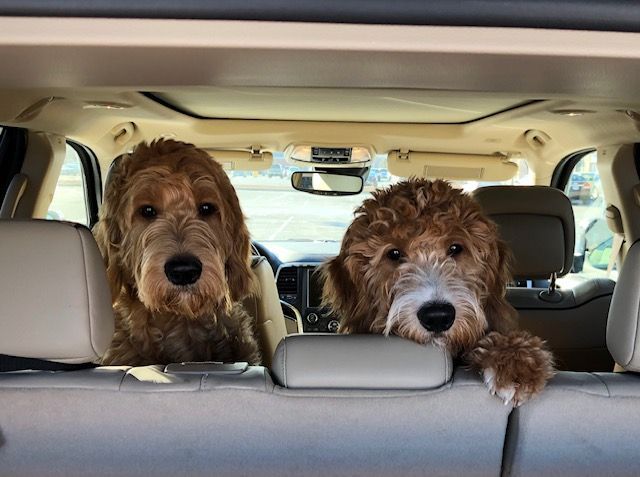 A small brown poodle is sitting on a person 's lap.