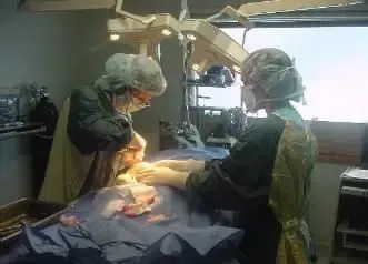 Two surgeons are operating on a dog in an operating room.