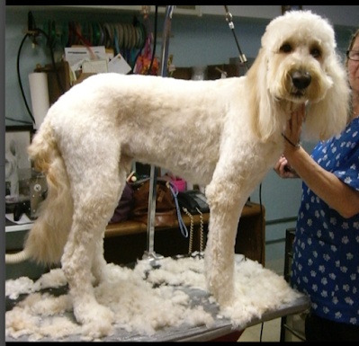 A dog is standing on a table with a lot of hair on it