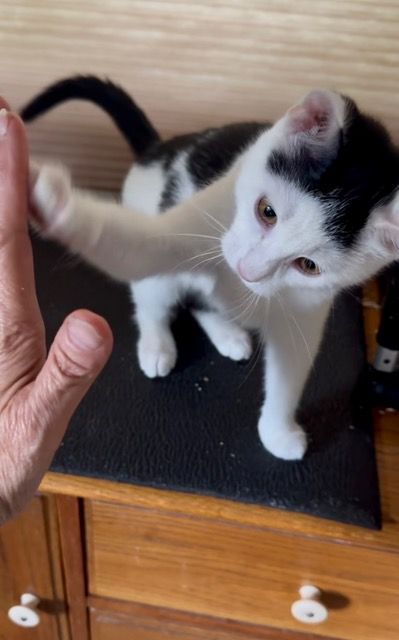 the cat touching the hand.