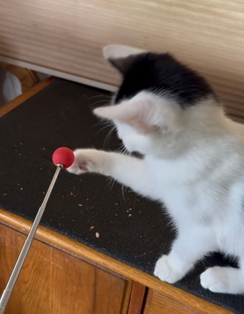 cat touching the red ball on the stick
