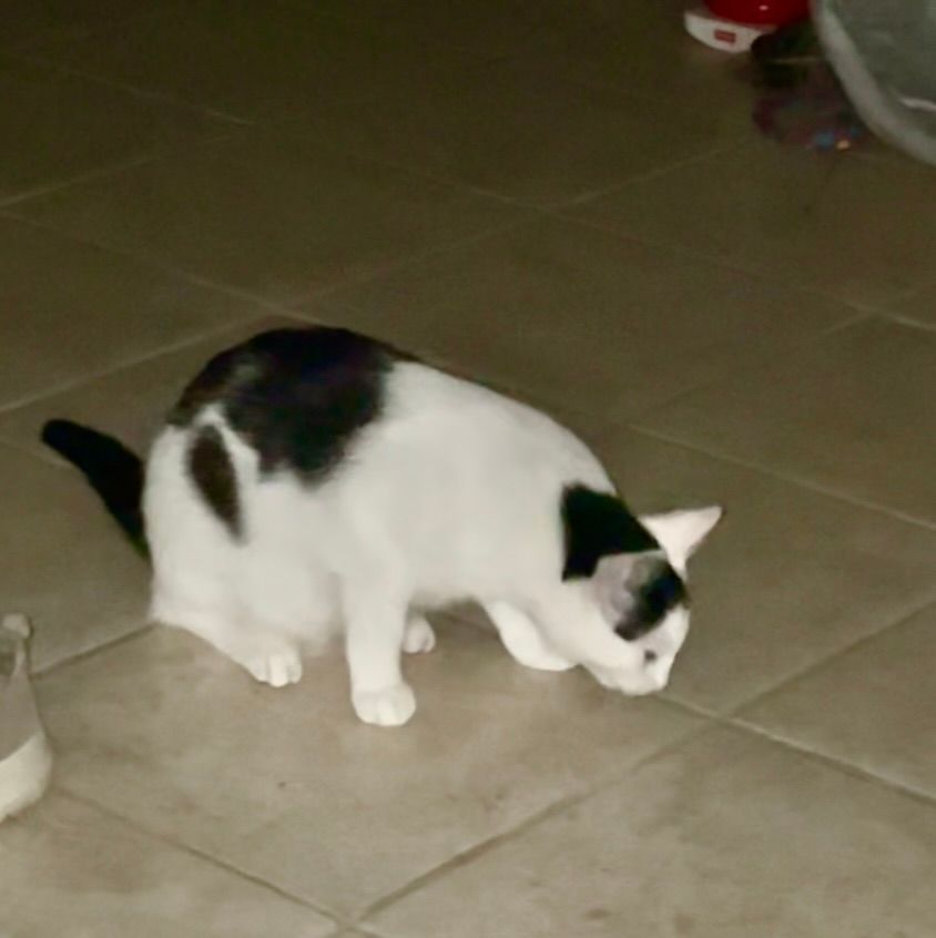 Black and white cat, crouched low to the ground, sniffing at something on a tiled floor.