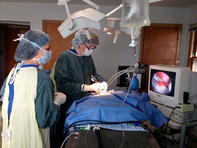 Veterinarian examining a dog on a table with its owners in a clinic.