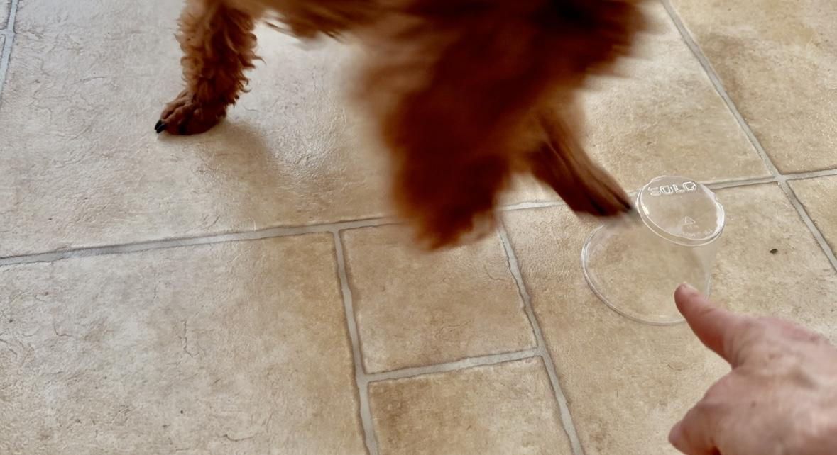 A person is pointing at a dog that is standing on a tiled floor.
