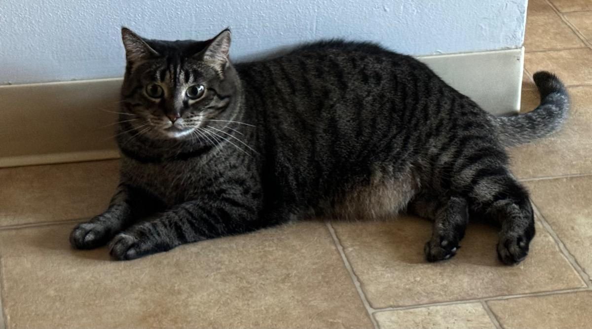 A cat is laying on a tiled floor next to a wall.