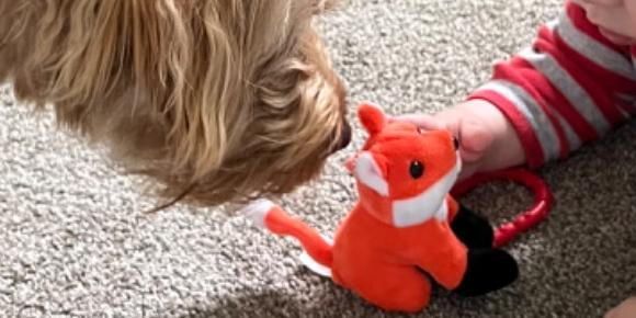 A dog is playing with a stuffed fox on the floor.