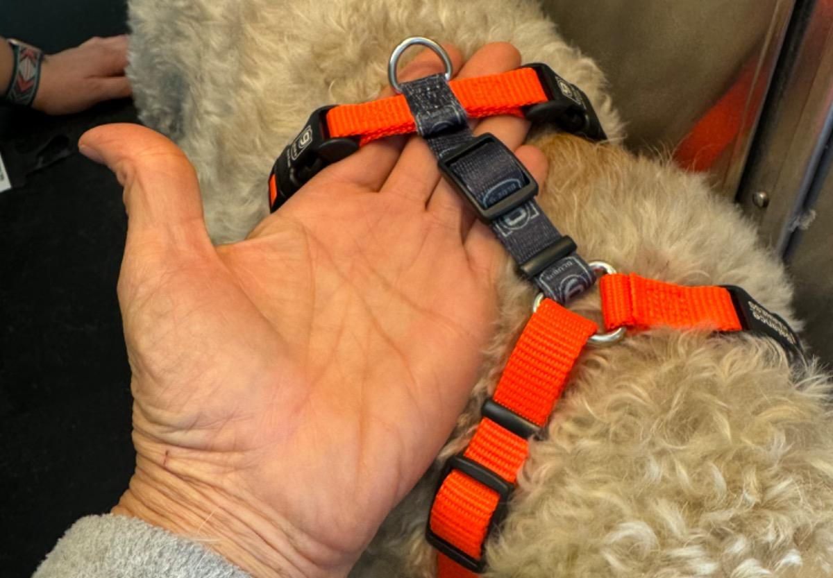 A person is holding an orange harness on a dog