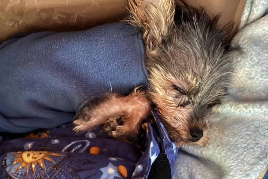 A small dog is sleeping on a blanket on a bed.