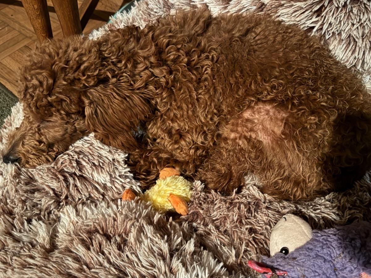 A brown poodle is sleeping on a fluffy blanket next to a stuffed animal.