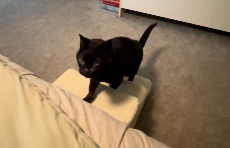 A black cat is standing on a white box on top of a bed