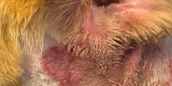 A close up of a dog 's fur with red spots on it.