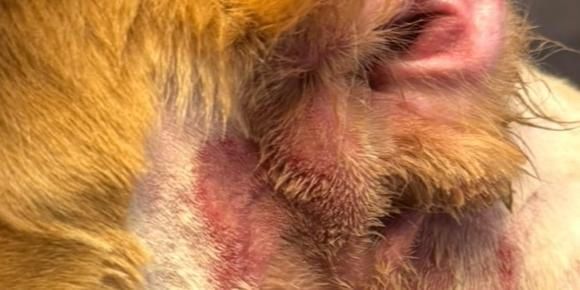 A close up of a dog 's ear with red spots on it.