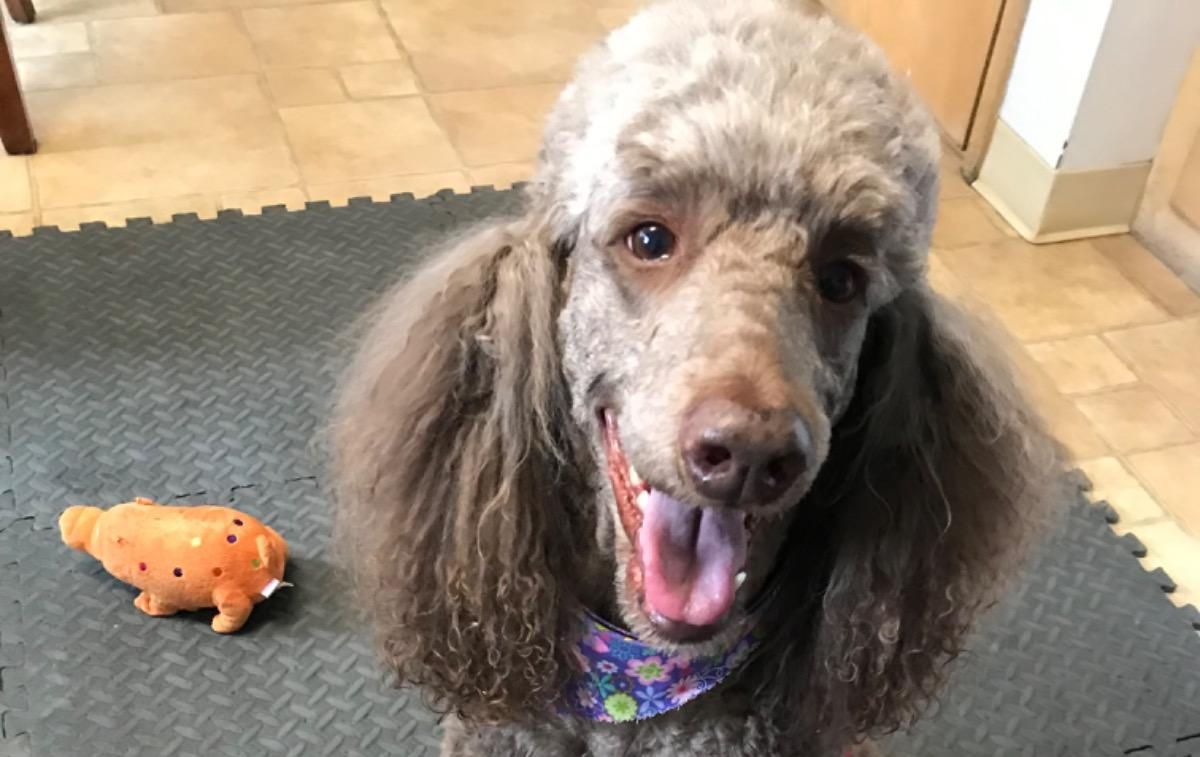 A poodle is sitting on a mat next to a stuffed animal.