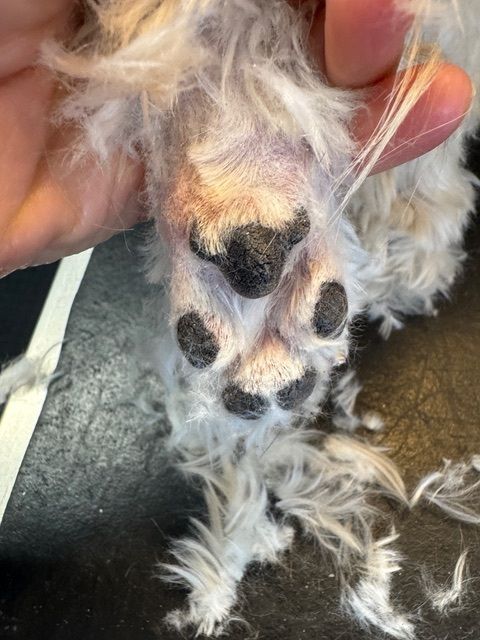 Close-up of a dog's paw with trimmed fur, showing black pads and light pink skin.