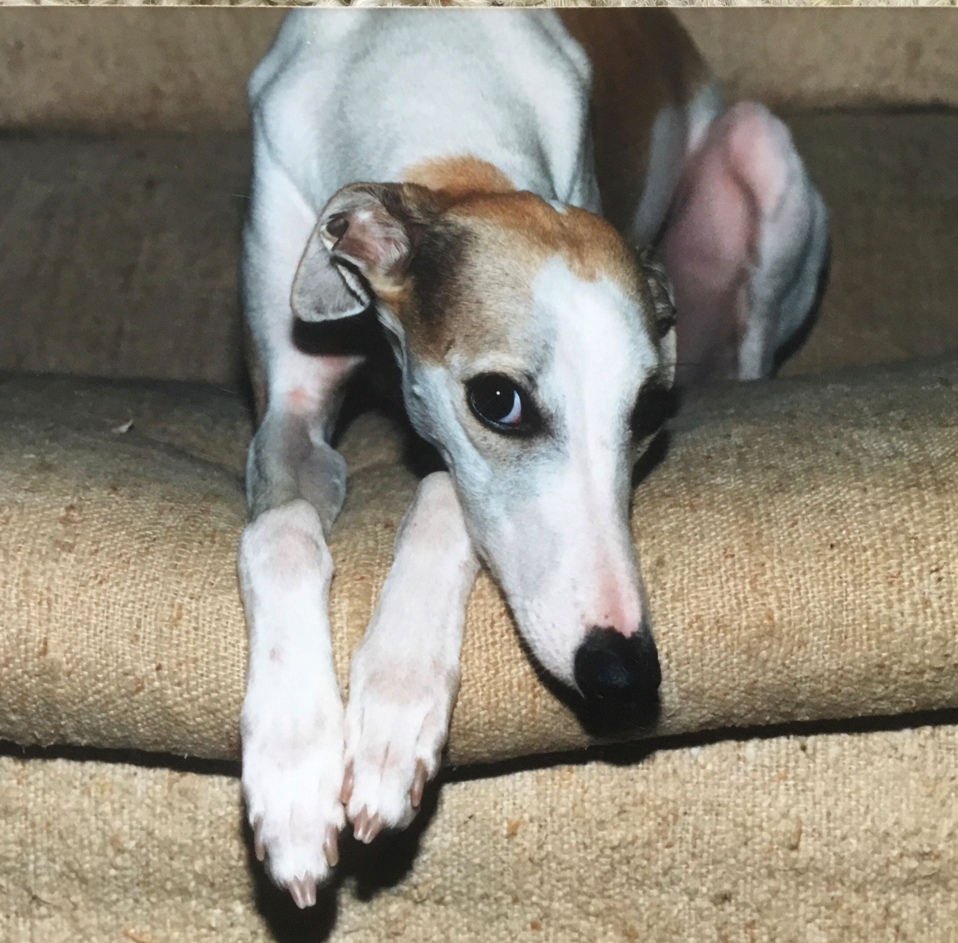 A woman in a lab coat is holding a black and white cat