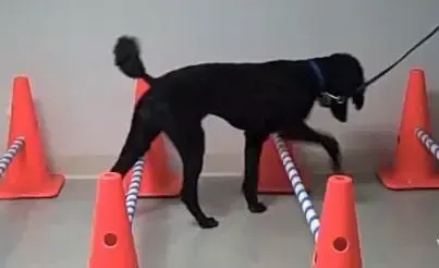 A black dog is standing between two orange traffic cones.