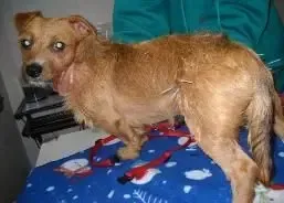 A brown dog is sitting on a blue blanket on a table.