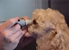 A person is cutting a dog 's nails with a nail clipper.