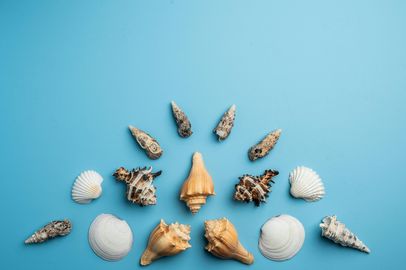 There are many different types of sea shells on a blue background.