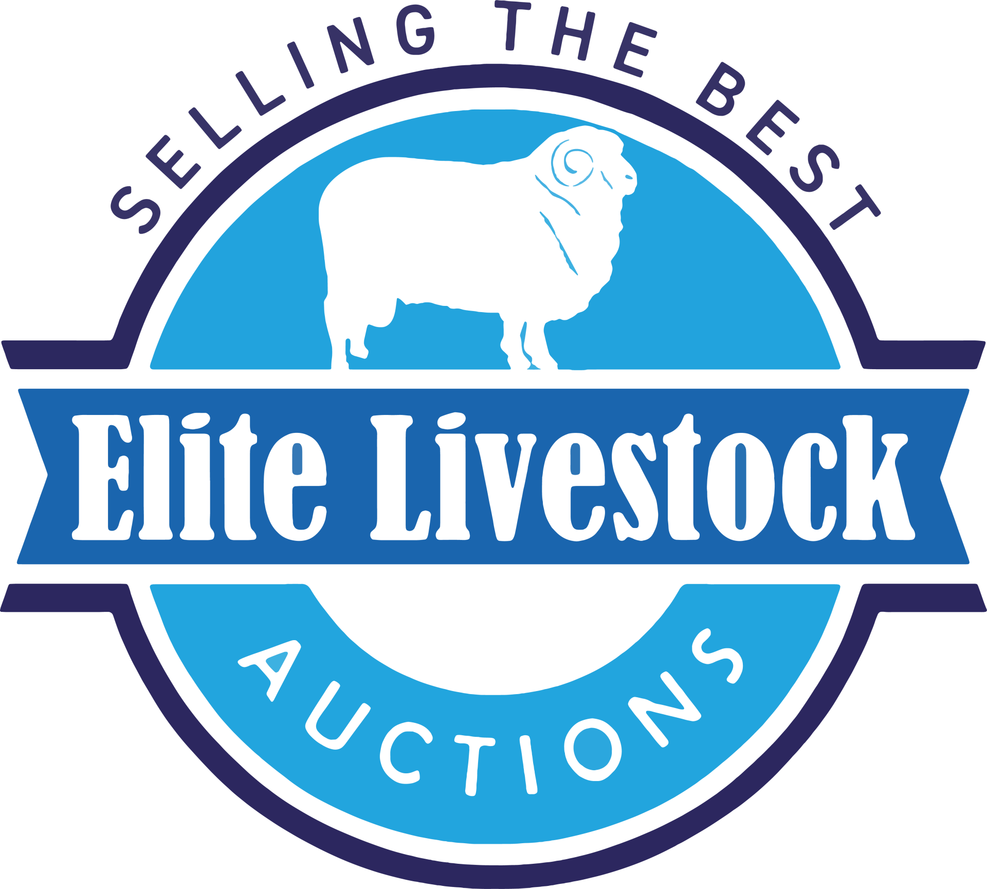 Elite-Livestock-Merino