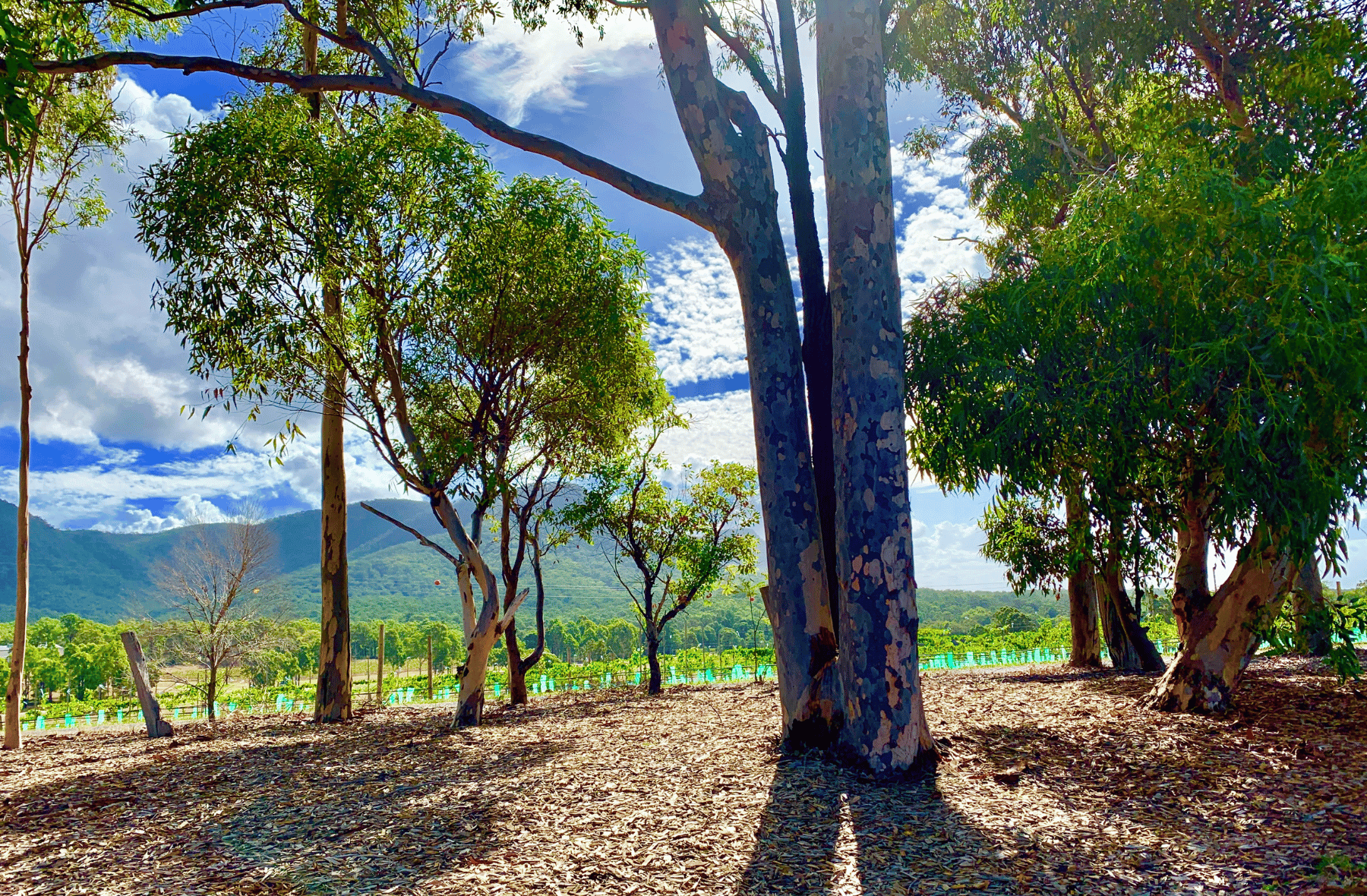 A lush green forest with trees, grape vines and mountains in the background