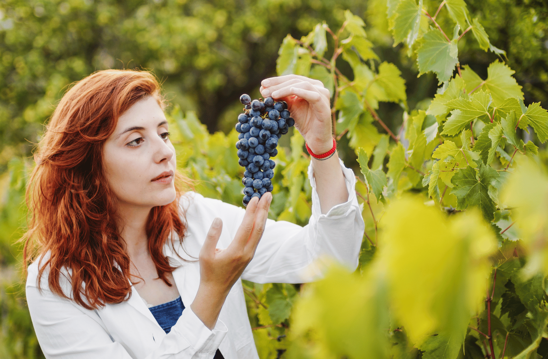 A woman is picking grapes from a vine in a vineyard.