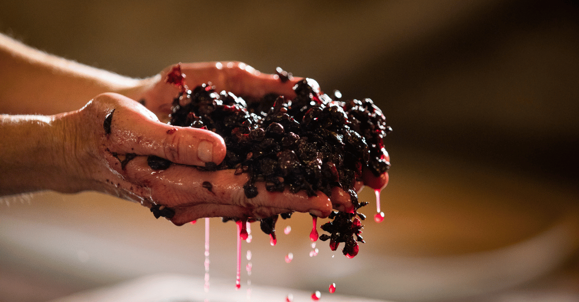 A person is holding a pile of grapes in their hands.