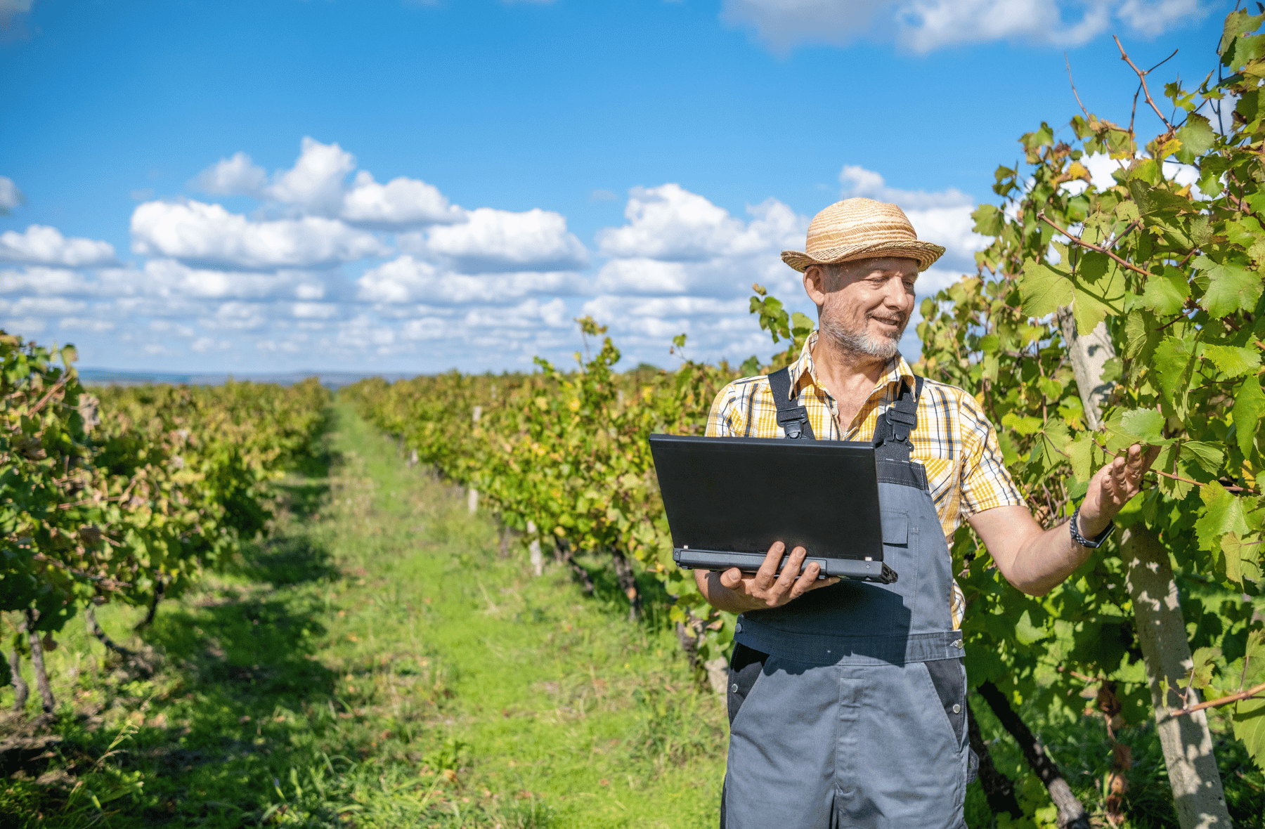 A man is standing in a vineyard holding a laptop computer.