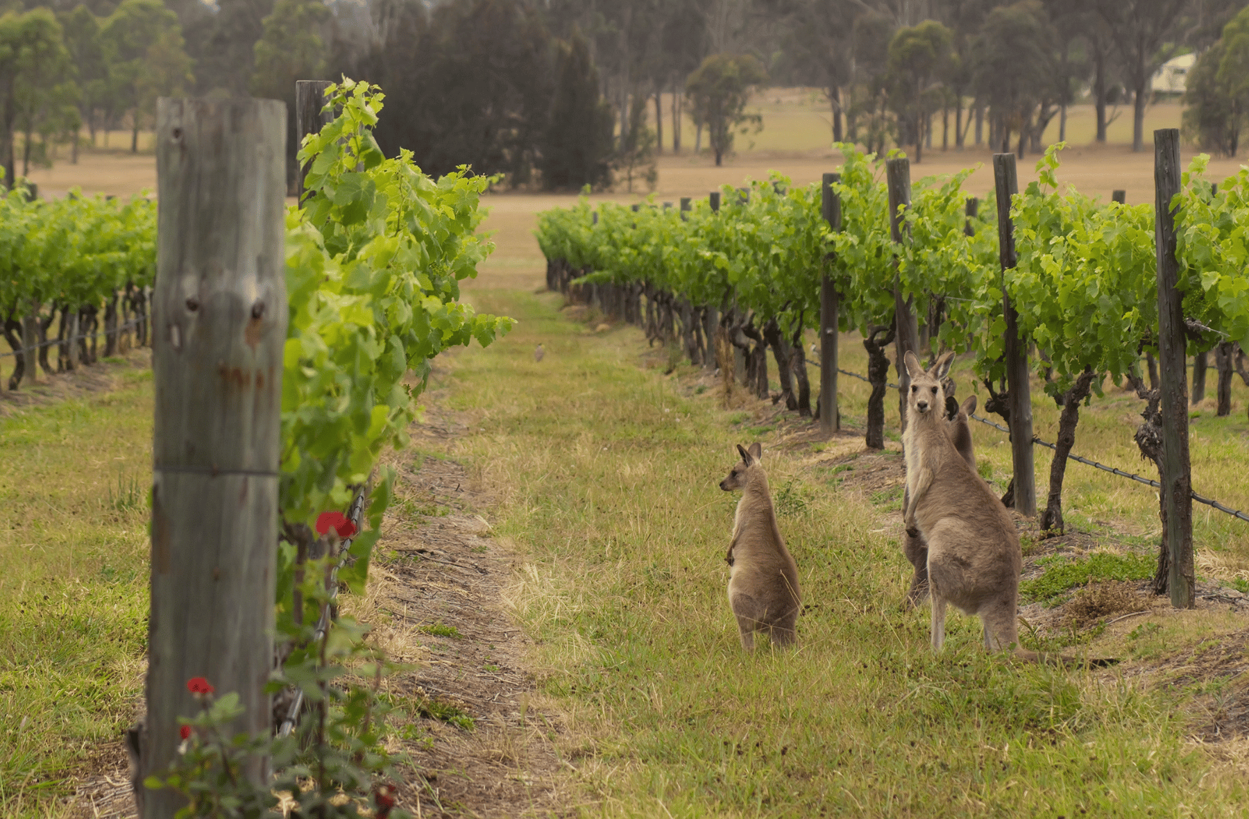 Two kangaroos are standing in a vineyard.