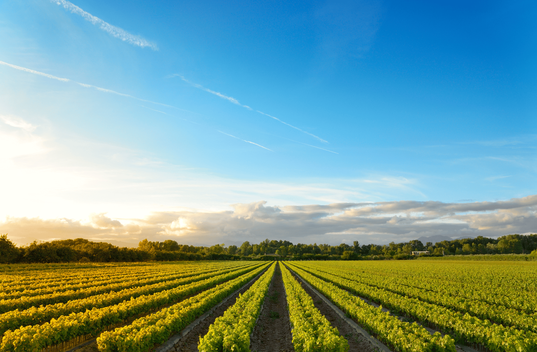 A row of plants growing in a field with a blue sky in the background.