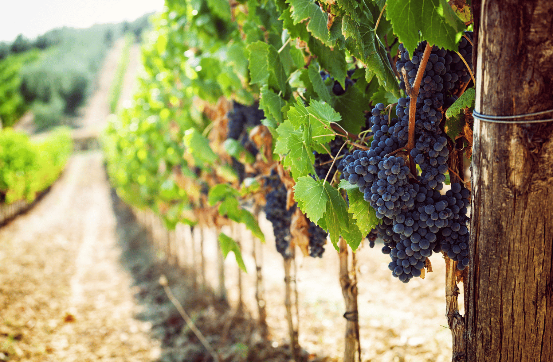 A bunch of grapes hanging from a vine in a vineyard.