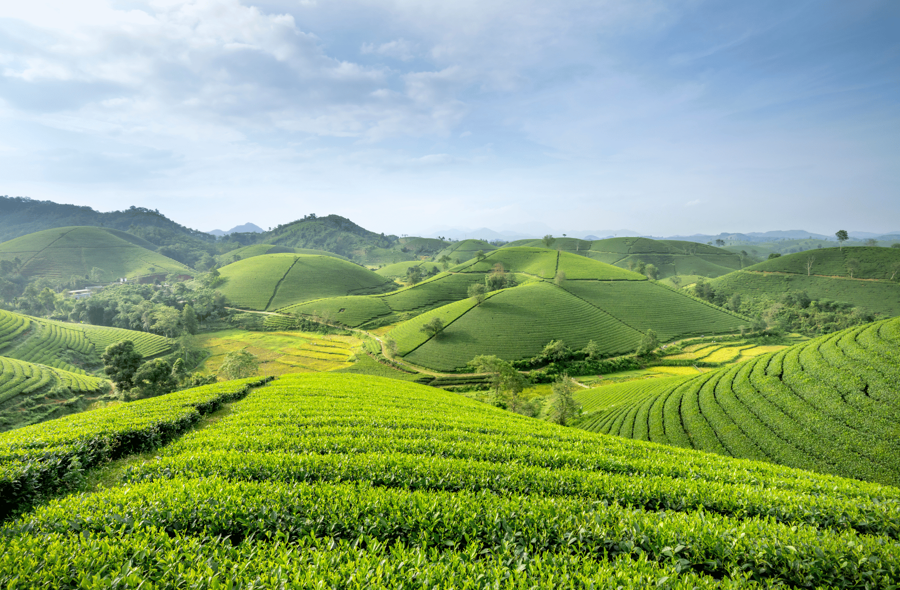 A lush green tea plantation surrounded by mountains on a sunny day.