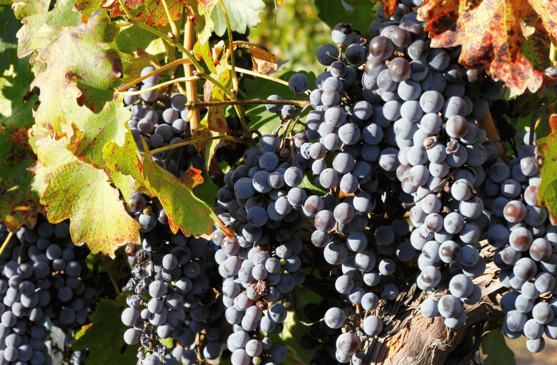 A bunch of grapes hanging from a vine with leaves