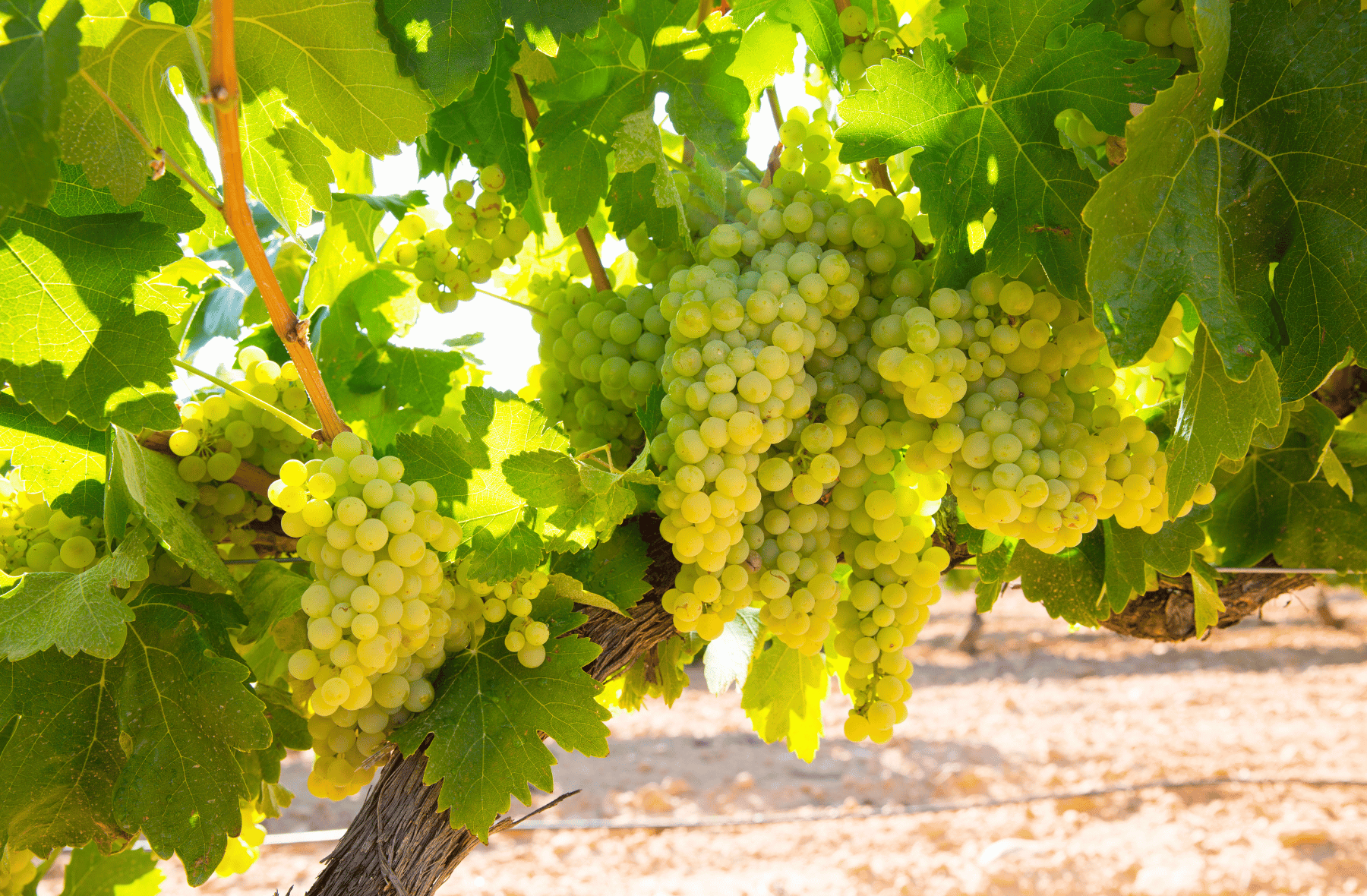 A bunch of white grapes hanging from a vine.