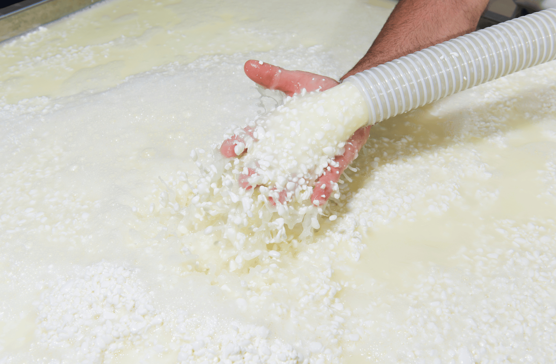 A person is pouring cheese curds into a container with a hose.