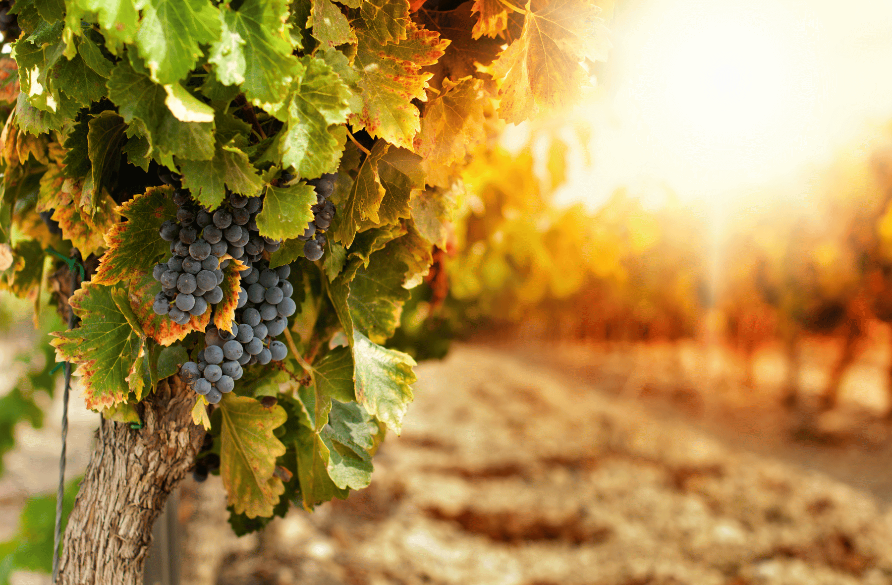 A bunch of grapes hanging from a vine in a vineyard.