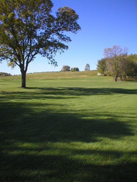 A tree in the middle of a grassy field