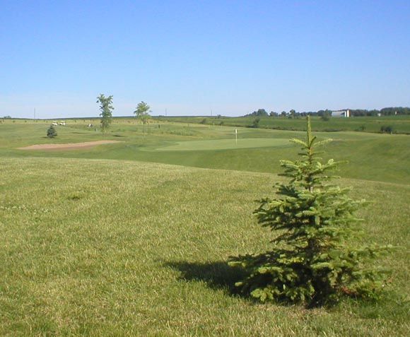 A small tree in the middle of a grassy field