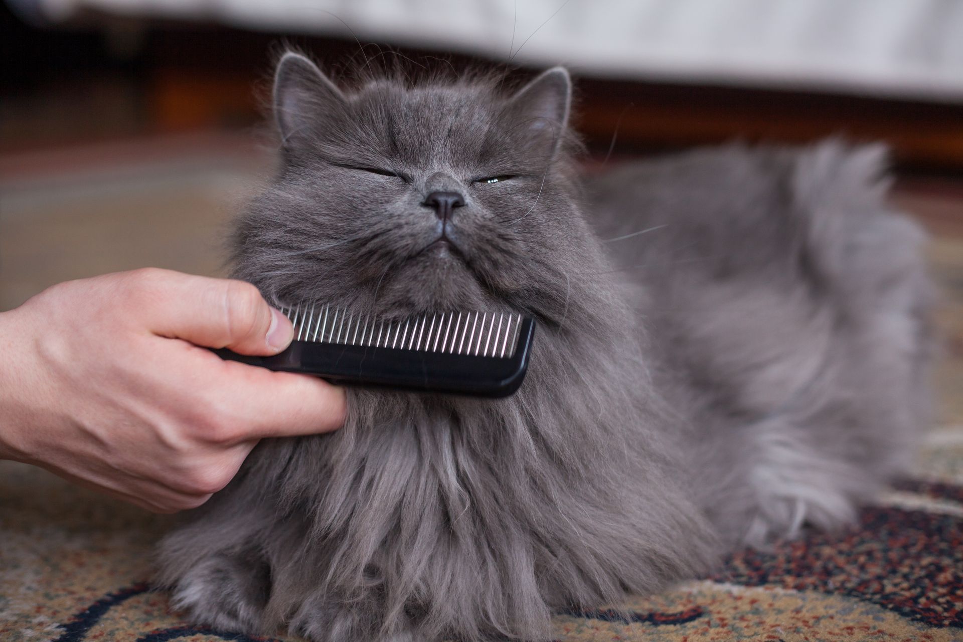 Pet Grooming Services Critter Clips
