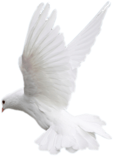a white dove is flying in the air with its wings spread .