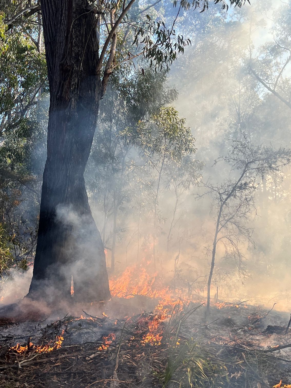 Forest fire with flames, smoke, and burning underbrush.