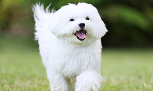White maltese dog running on green grass