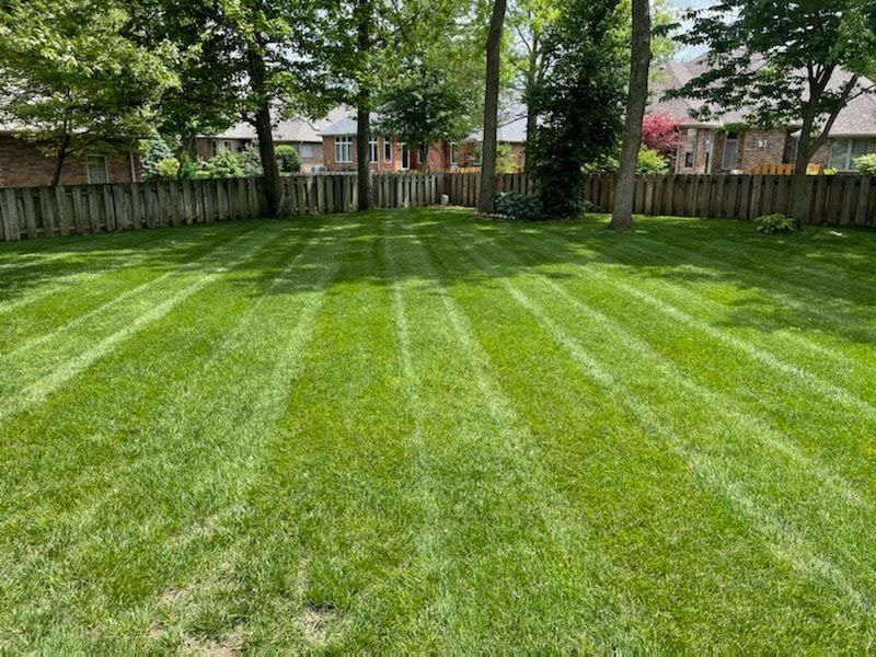 Lawn with freshly cut stripes. Green grass, wooden fence, trees, and houses in the background on a sunny day.