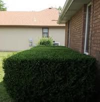 Large, trimmed green bush in front of a beige building with a brown roof and a brick wall on the right.