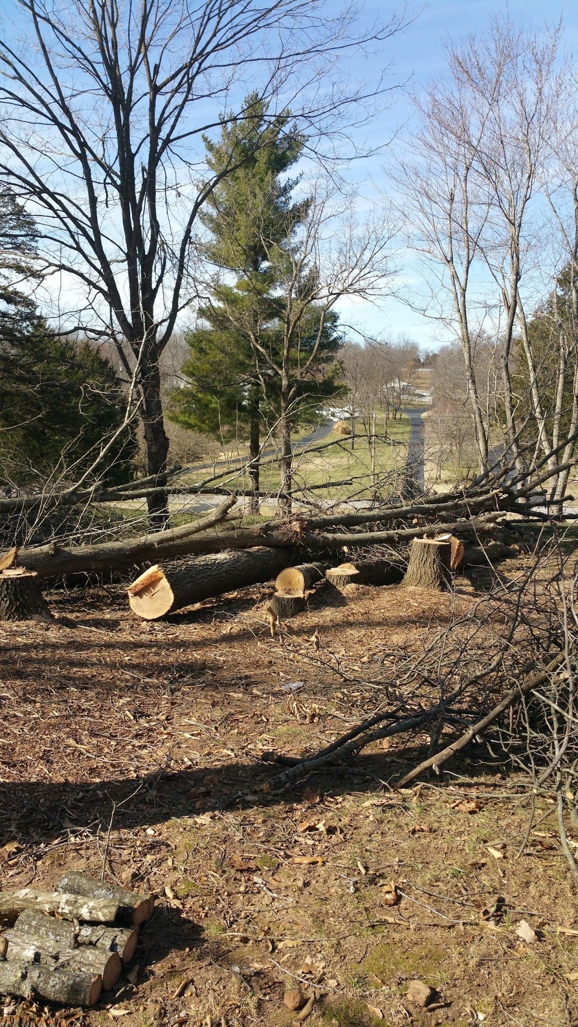 Cut logs and tree stumps in a wooded area, with a view of a building in the background.