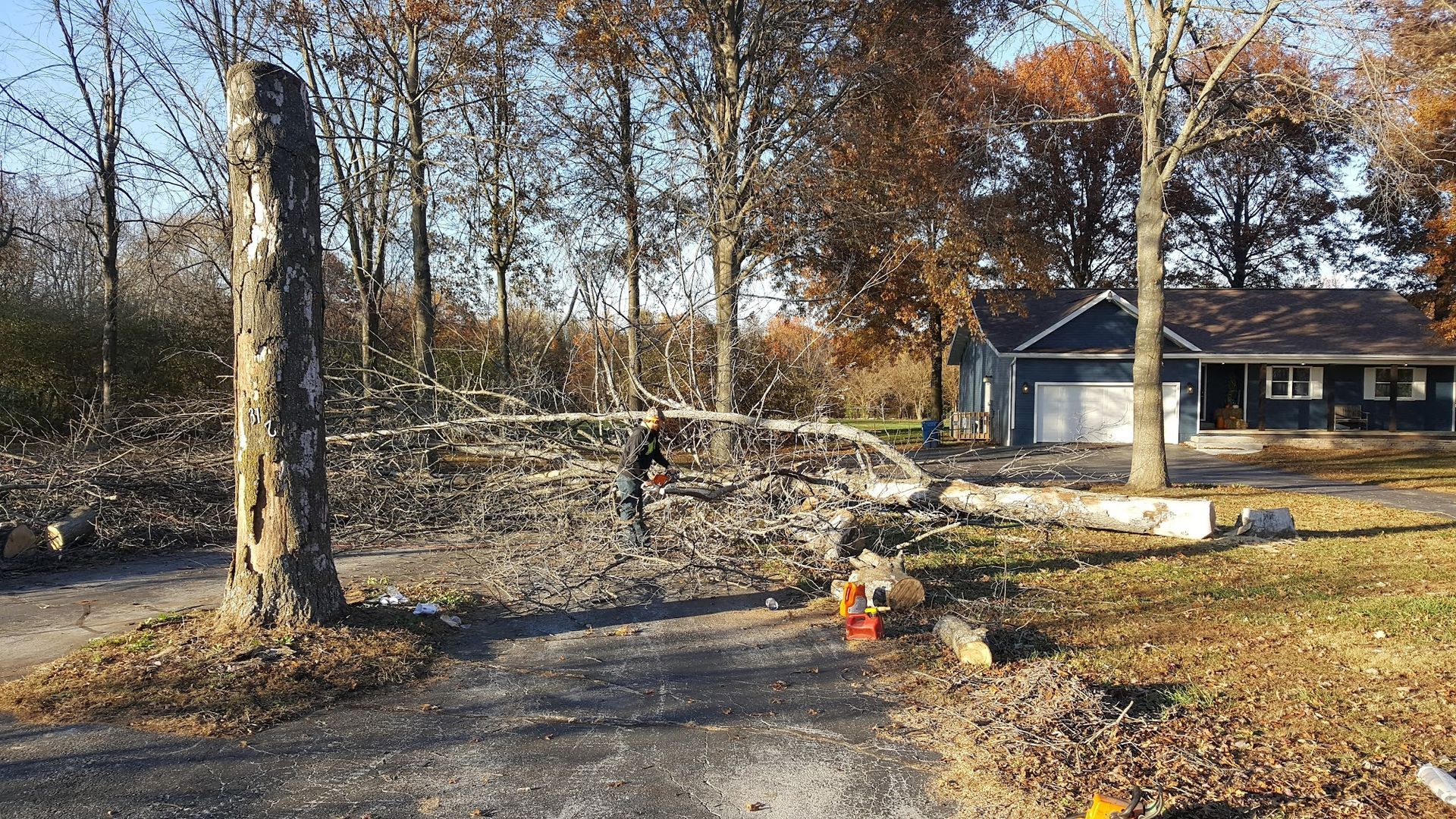 Tree cut down blocking driveway, small house in background.