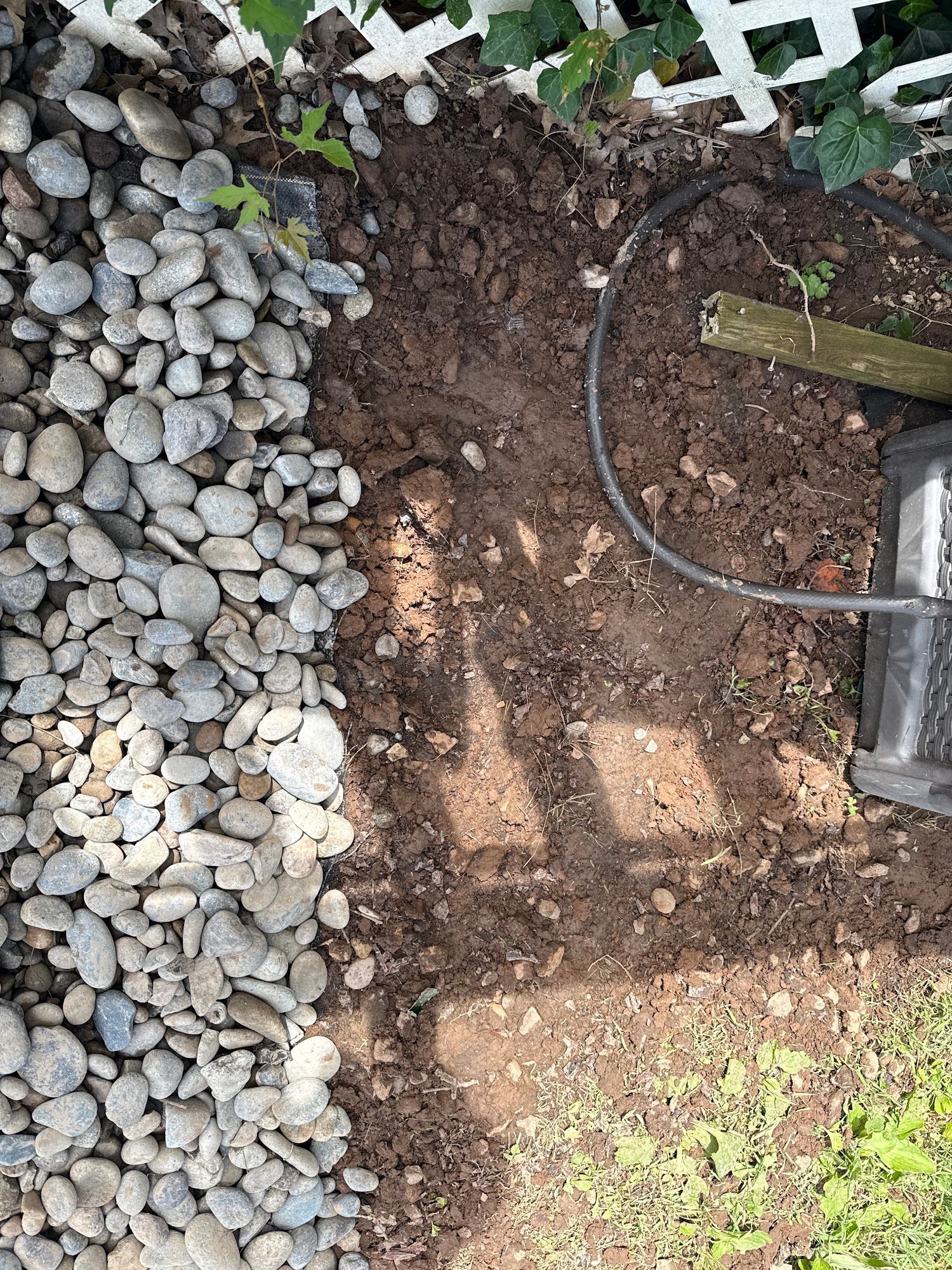 Gravel border next to dirt patch and a white lattice fence; a black hose runs through.