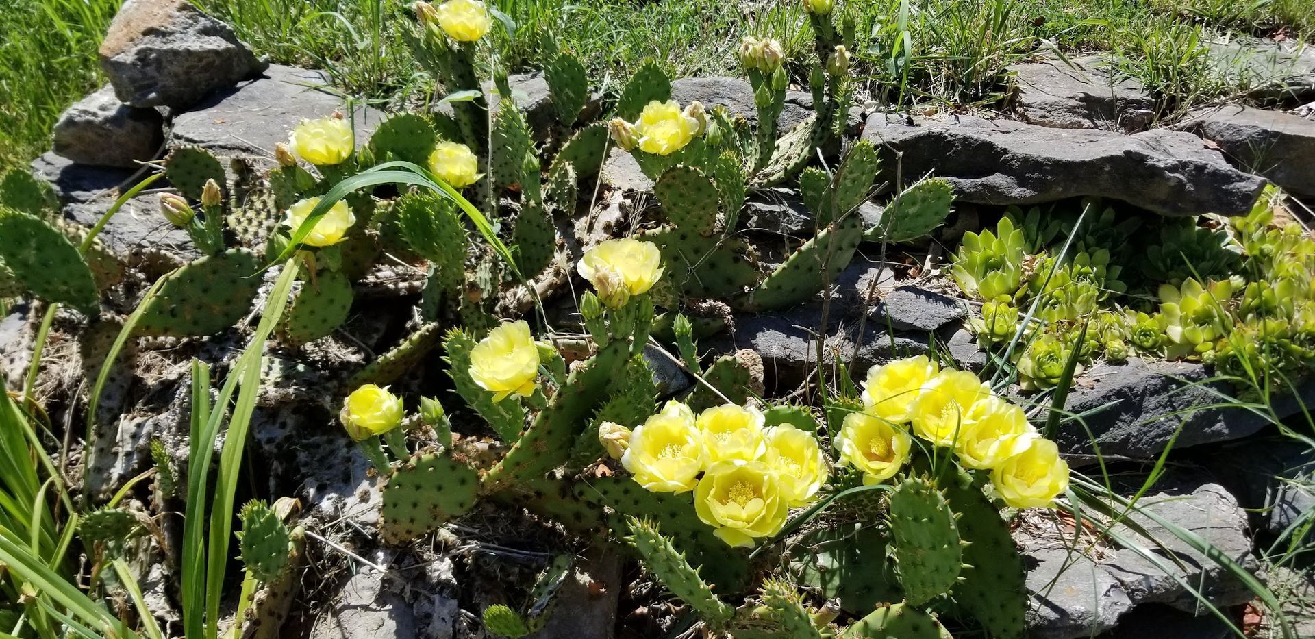 Cactus with yellow flowers blooming in a rock garden.